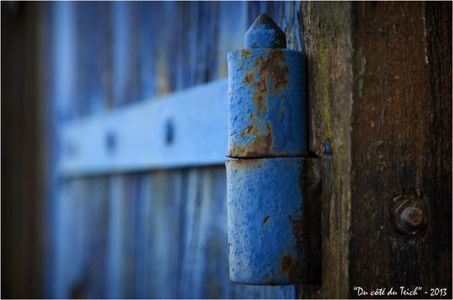 BLOG-DSC_20133-gond volet bleu