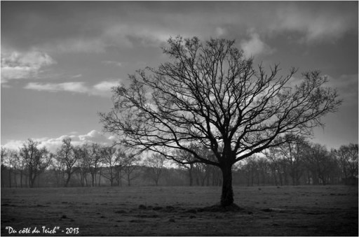 BLOG-DSC_20314-arbre sous la pluie N&B BLOG-DSC_20314-arbre sous la pluie N&B