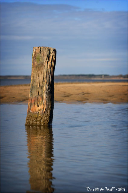 BLOG-DSC_20351-piquet rivages le Teich vers embouchure Leyre