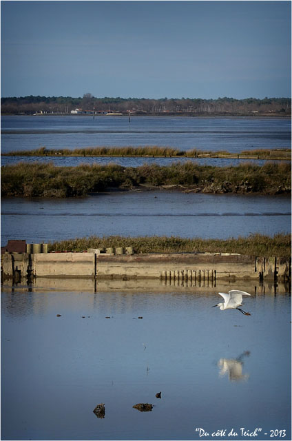 BLOG-DSC_20363-envol aigrette boucle Gujan le Teich face port Audenge