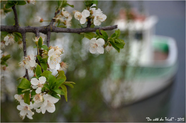 BLOG-DSC_20434-branche fleurie et bateau de pêche