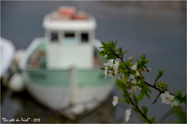 BLOG-DSC_20435-branche fleurie et bateau de pêche