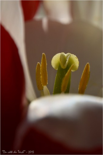 BLOG-DSC_20950-coeur tulipe 1 BLOG-DSC_20950-coeur tulipe 1