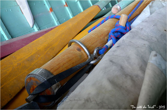 BLOG-DSC_21157-pinassotte du Teich