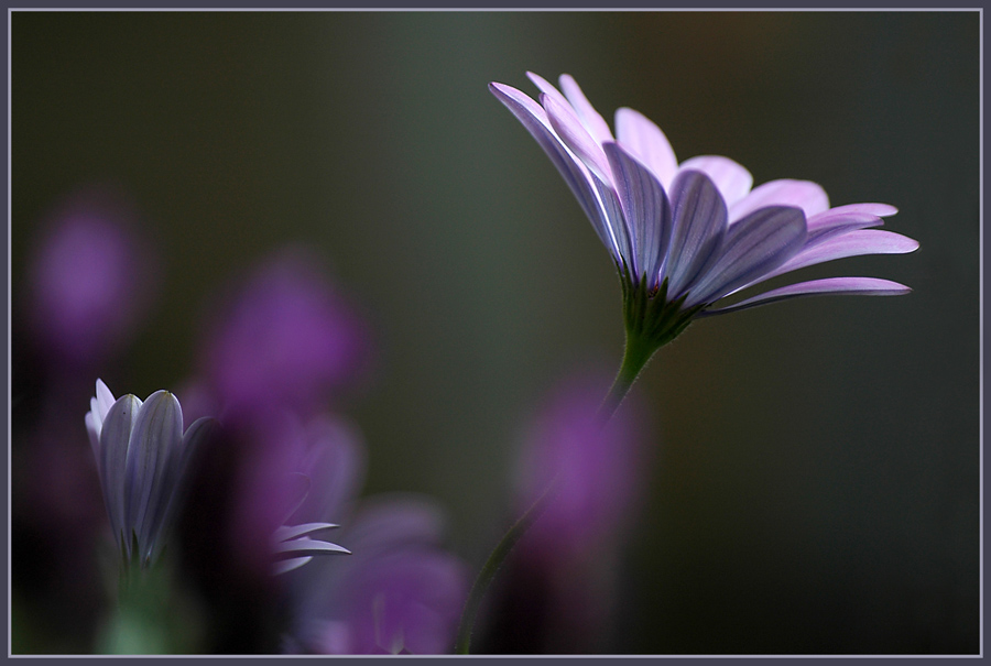 CP-DSC_6236-ostéospermum & lavande