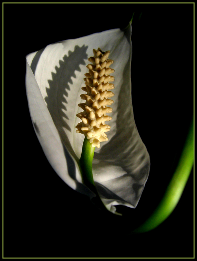 CP-IMG_6778-spathiphyllum