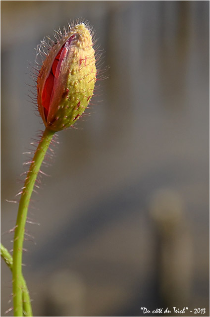 BLOG-DSC_21348-bouton coquelicot et vieux bassins affinage Meyran 2