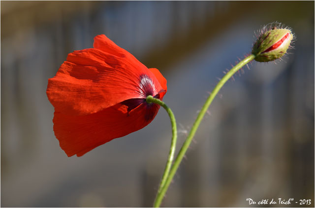 BLOG-DSC_21350-coquelicots au vent et vieux bassins affinage Meyran