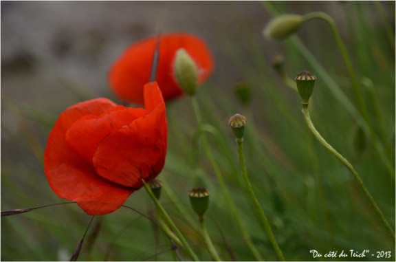 BLOG-DSC_21365-coquelicots