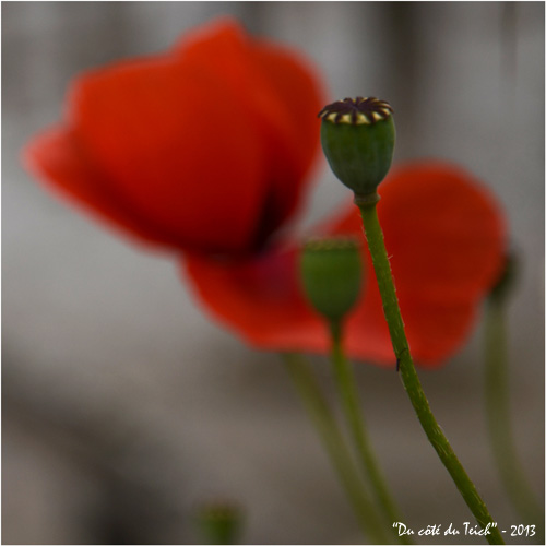 BLOG-DSC_21367-rec-coquelicots