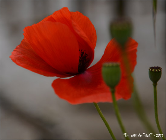 BLOG-DSC_21368-rec-coquelicots