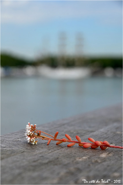 BLOG-DSC_21573-Bordeaux fête le fleuve