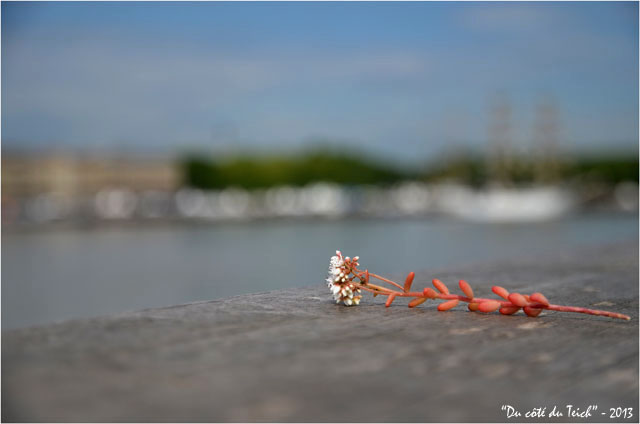BLOG-DSC_21617-Bordeaux fête le fleuve