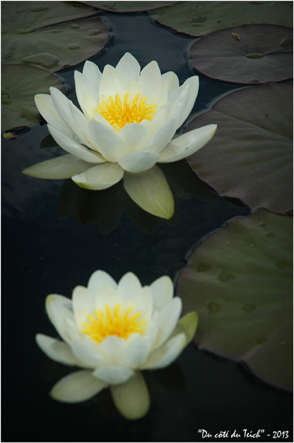 BLOG-DSC_2131-nymphéas jardin botanique Bordeaux Bastide