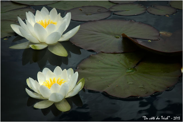 BLOG-DSC_2143-nymphéas jardin botanique Bordeaux Bastide