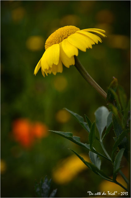 BLOG-DSC_21529-jardin botanique Bordeaux Bastide
