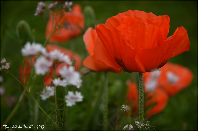 BLOG-DSC_21541-pavots jardin botanique Bordeaux
