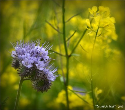 BLOG-DSC_21548-jardin botanique Bordeaux Bastide BLOG-DSC_21548-jardin botanique Bordeaux Bastide