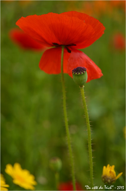 BLOG-DSC_21559-coquelicot jardin botanique Bordeaux