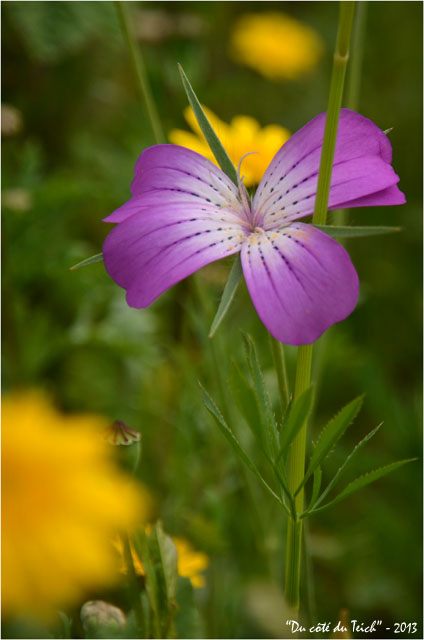 BLOG-DSC_21560-fleurs jardin botanique Bordeaux