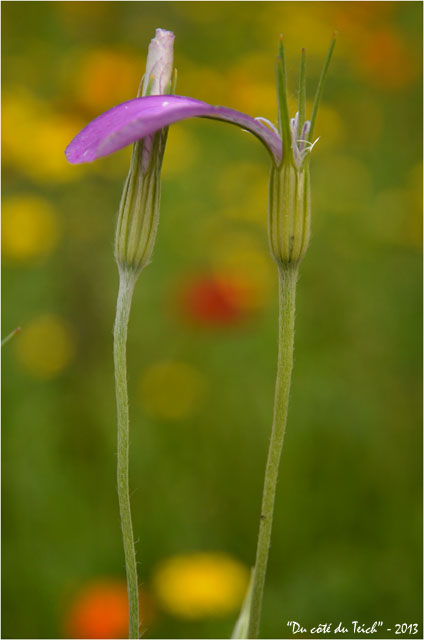 BLOG-DSC_21561-fleurs jardin botanique Bordeaux