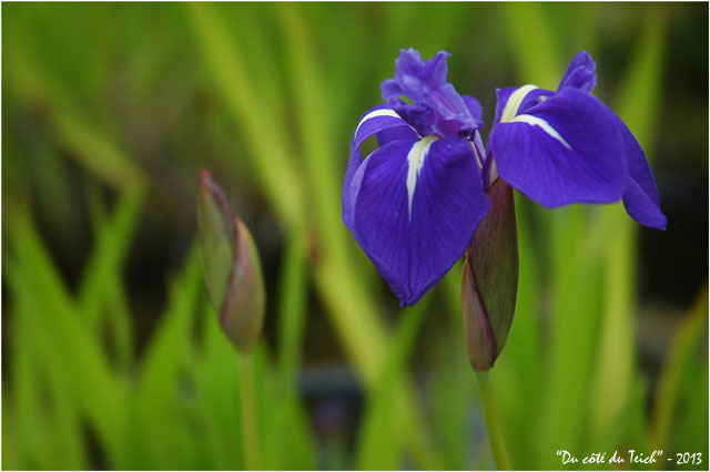 BLOG-DSC_2157-iris d'eau jardin botanique Bordeaux Bastide