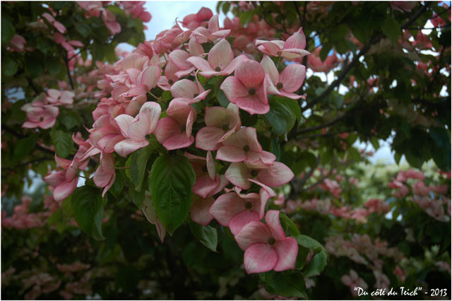 BLOG-DSC_2158- jardin botanique Bordeaux Bastide