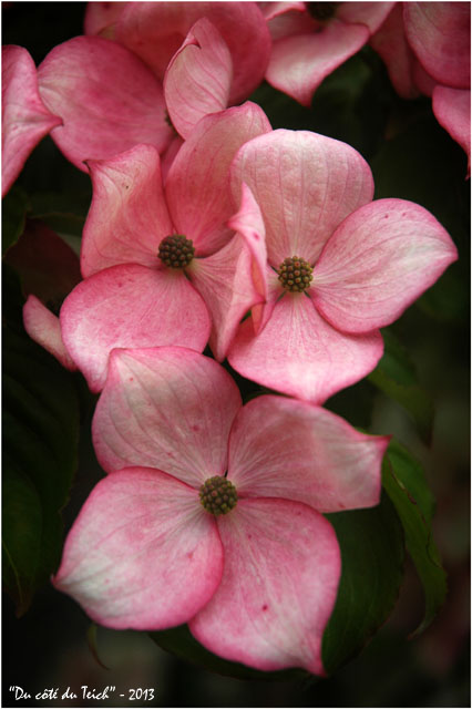 BLOG-DSC_2159- jardin botanique Bordeaux Bastide