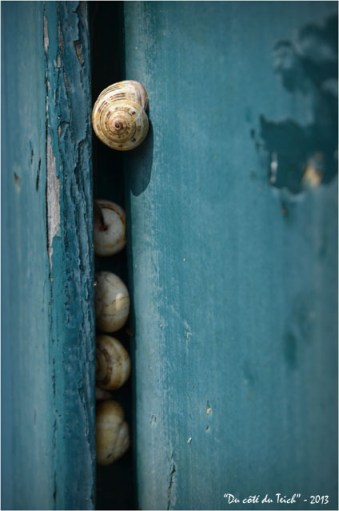 BLOG-DSC_22733-escargots volet cabane le Canon BLOG-DSC_22733-escargots volet cabane le Canon