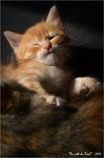 BLOG-DSC_22798-chaton roux repos BLOG-DSC_22798-chaton roux repos avant tétée