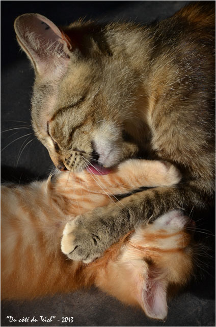 BLOG-DSC_22801-Zélie et chaton roux