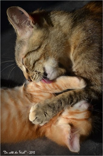 BLOG-DSC_22801-Zélie et chaton roux BLOG-DSC_22801-Zélie et chaton roux