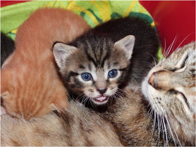 P1030715-mère femelle tigrée et mâle roux