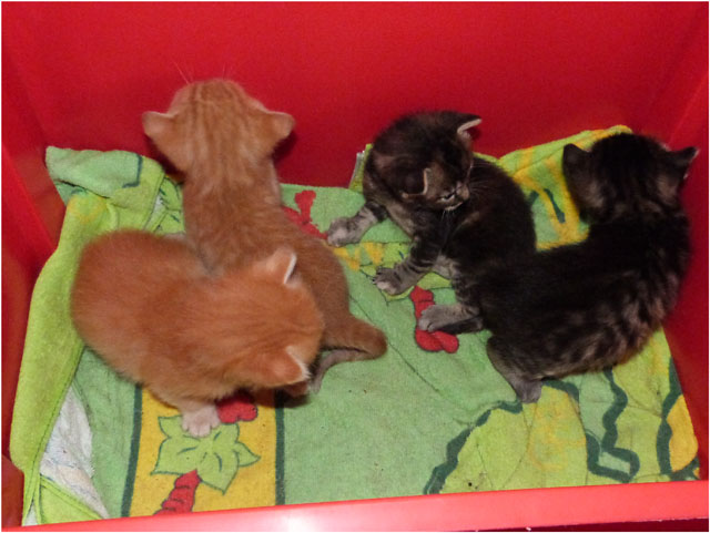 P1030743-chatons 2 mâles roux et 2 femelles tigrées