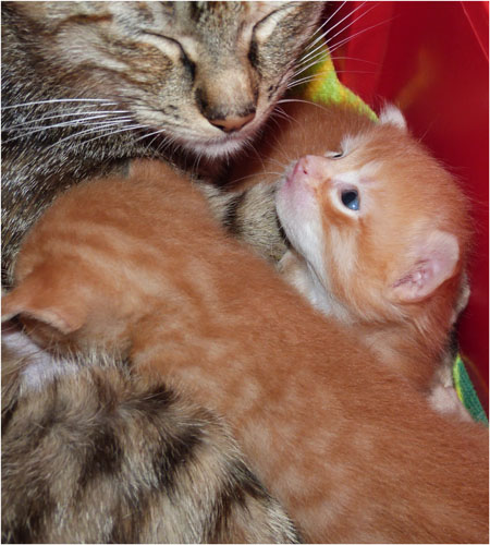 P1030766-mère et 2 chatons roux