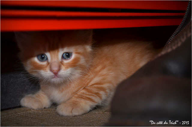 BLOG-DSC_22751-chaton roux
