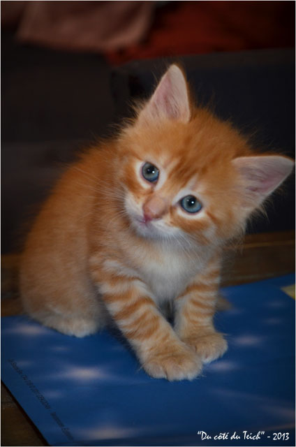 BLOG-DSC_22766-chaton roux