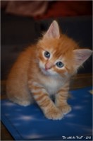 BLOG-DSC_22766-chaton roux