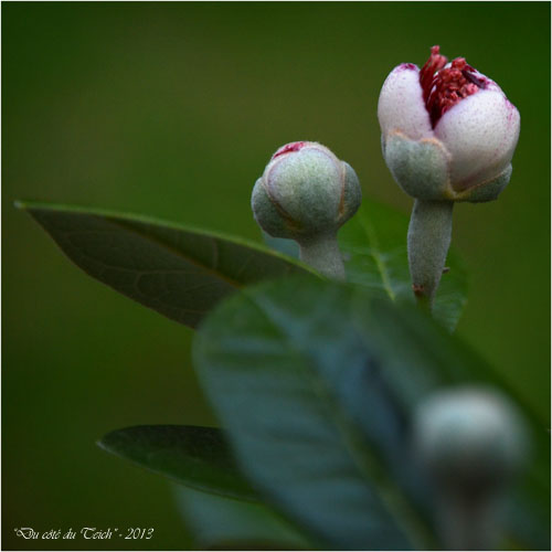 BLOG-DSC_23109-éclosion fleur feijoa