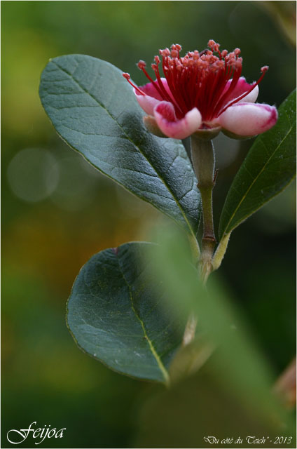 BLOG-DSC_23110-fleur feijoa