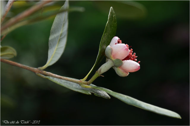 BLOG-DSC_23114-fleur feijoa 2