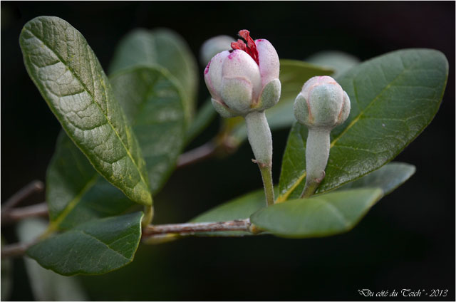 BLOG-DSC_23118-éclosion fleur feijoa