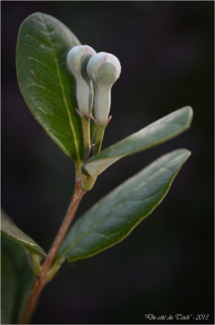 BLOG-DSC_23120-bouton feijoa