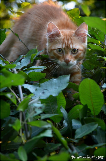 BLOG-DSC_24799-Tigro sur salix