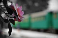 BLOG-DSC_25092-rose et train Marquèze N&C2