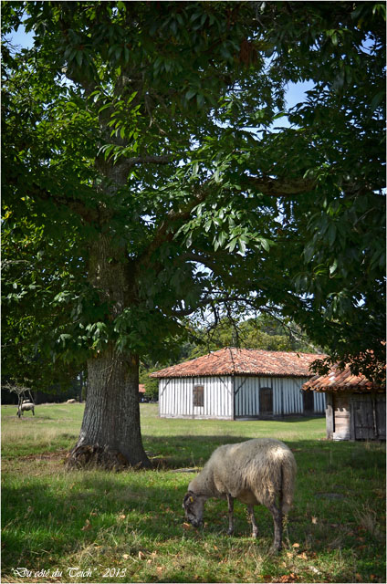 BLOG-DSC_25268-mouton airial Marquèze
