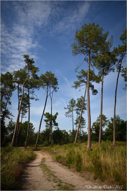 BLOG-DSC_25357-forêt Marquèze