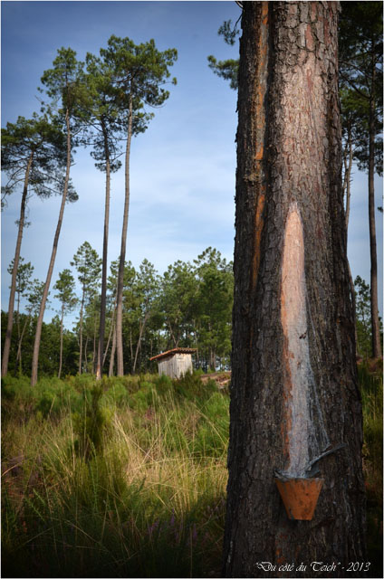 BLOG-DSC_25361-pot gemmeur forêt Marquèze