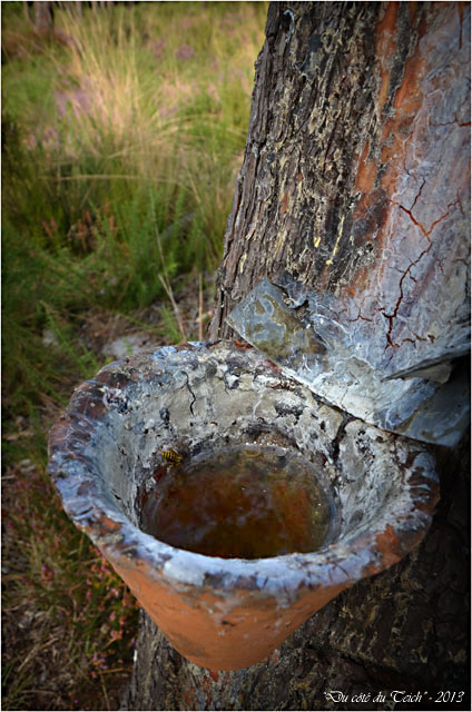 BLOG-DSC_25362-pot gemmeur et abeille forêt Marquèze
