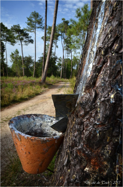 BLOG-DSC_25363-pot gemmeur forêt Marquèze